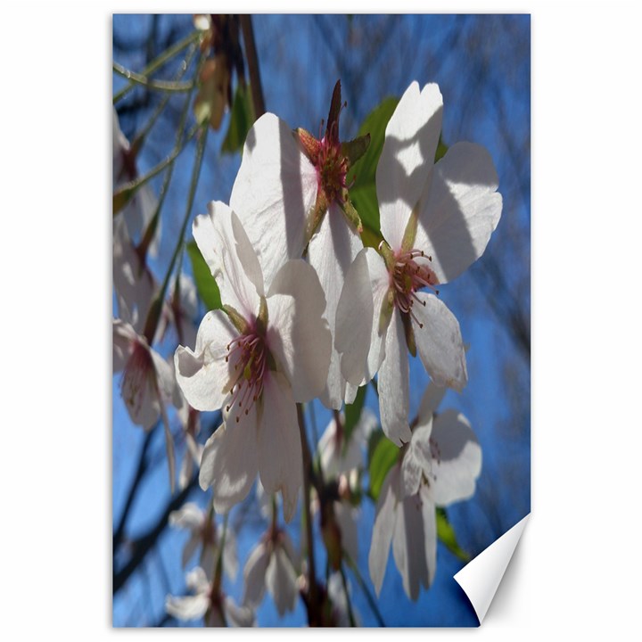 Cherry Blossoms Canvas 12  x 18  (Unframed)