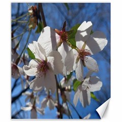 Cherry Blossoms Canvas 20  X 24  (unframed) by DmitrysTravels