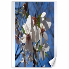 Cherry Blossoms Canvas 20  X 30  (unframed) by DmitrysTravels