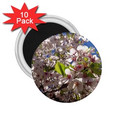 Cherry Blossoms 2 25  Button Magnet (10 Pack)