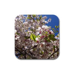 Cherry Blossoms Drink Coasters 4 Pack (square) by DmitrysTravels