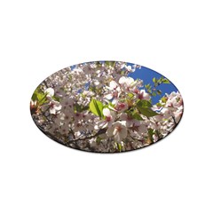 Cherry Blossoms Sticker (oval) by DmitrysTravels