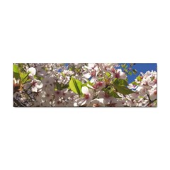 Cherry Blossoms Bumper Sticker by DmitrysTravels