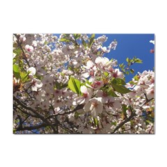 Cherry Blossoms A4 Sticker 10 Pack by DmitrysTravels