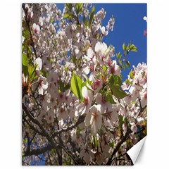 Cherry Blossoms Canvas 12  X 16  (unframed)