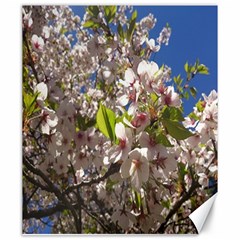 Cherry Blossoms Canvas 20  X 24  (unframed) by DmitrysTravels