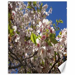 Cherry Blossoms Canvas 11  X 14  (unframed)