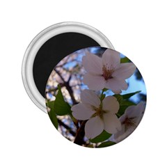 Sakura 2 25  Button Magnet