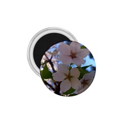 Sakura 1 75  Button Magnet