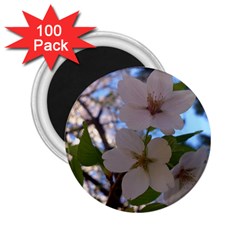 Sakura 2 25  Button Magnet (100 Pack) by DmitrysTravels