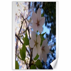 Sakura Canvas 20  X 30  (unframed)