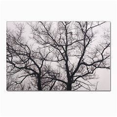 Tree Postcard 4 x 6  (10 Pack) by DmitrysTravels