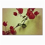 Santa Rita Flower in Warm Colors Wall Photo Postcard 4 x 6  (Pkg of 10) Front