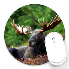 Majestic Moose 8  Mouse Pad (round) by StuffOrSomething