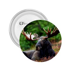 Majestic Moose 2 25  Button