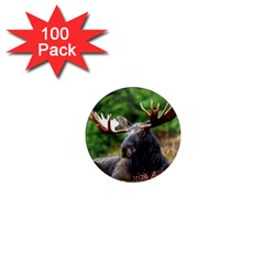 Majestic Moose 1  Mini Button Magnet (100 Pack)