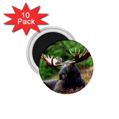 Majestic Moose 1 75  Button Magnet (10 Pack)