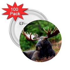 Majestic Moose 2 25  Button (100 Pack) by StuffOrSomething