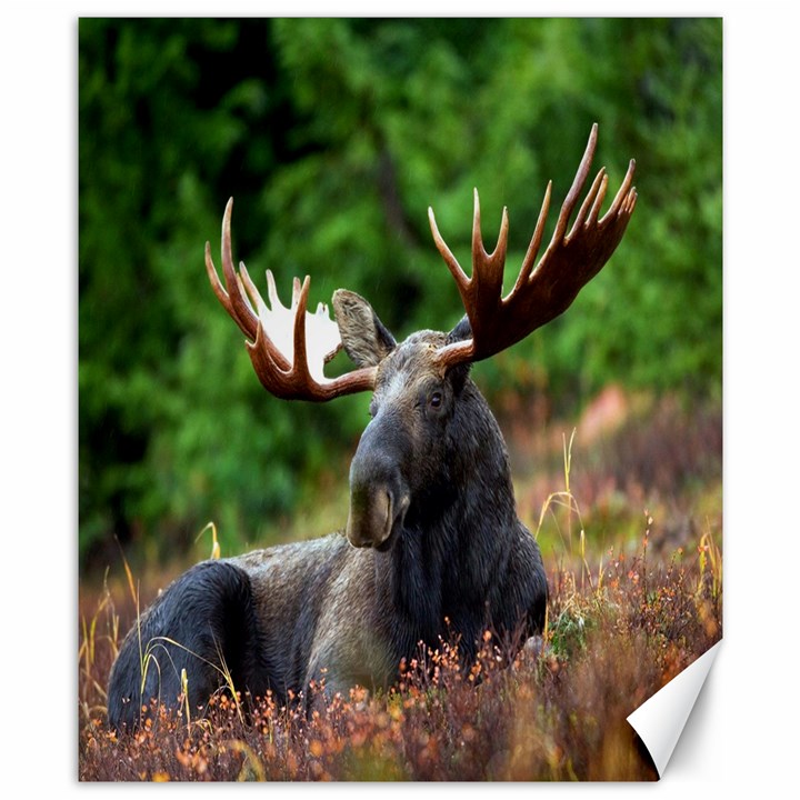 Majestic Moose Canvas 8  x 10  (Unframed)