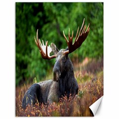 Majestic Moose Canvas 12  X 16  (unframed)