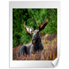 Majestic Moose Canvas 36  X 48  (unframed)