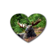 Majestic Moose Drink Coasters 4 Pack (heart)  by StuffOrSomething