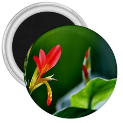 Lily 1 3  Button Magnet