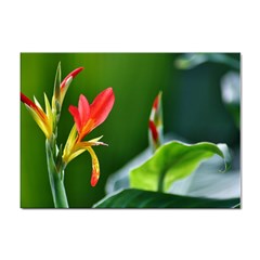 Lily 1 A4 Sticker 100 Pack