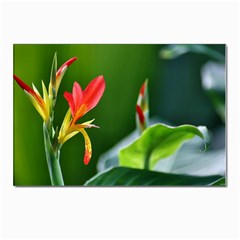 Lily 1 Postcard 4 x 6  (10 Pack)