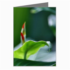 Lily 1 Greeting Card