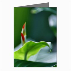 Lily 1 Greeting Card (8 Pack)