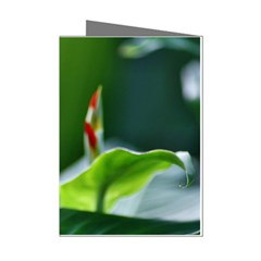 Lily 1 Mini Greeting Card (8 Pack) by Cardsforallseasons