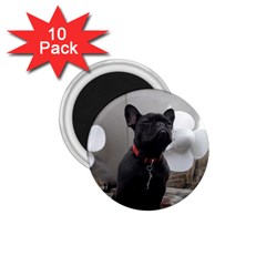 French Bulldog 1.75  Button Magnet (10 pack)