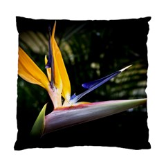 Kangaroo Paw Cushion Case (single Sided) 