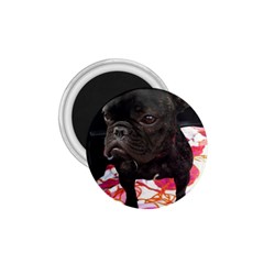 French Bulldog Sitting 1 75  Button Magnet