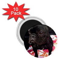 French Bulldog Sitting 1 75  Button Magnet (10 Pack)