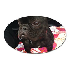 French Bulldog Sitting Magnet (oval)