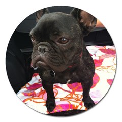 French Bulldog Sitting Magnet 5  (round)