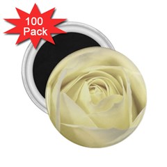  Cream Rose 2 25  Button Magnet (100 Pack)