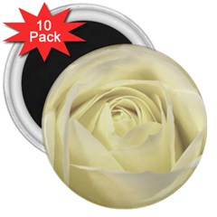  Cream Rose 3  Button Magnet (10 Pack)