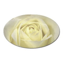  Cream Rose Magnet (oval)