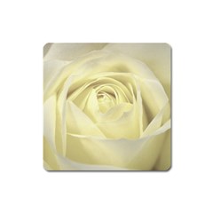  Cream Rose Magnet (square)