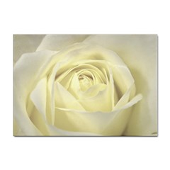  Cream Rose A4 Sticker 10 Pack by Colorfulart23