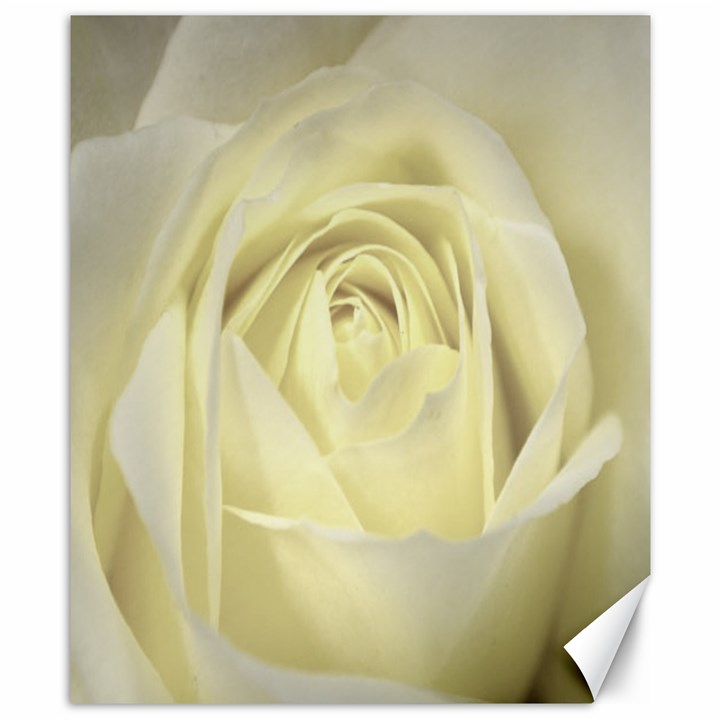  Cream Rose Canvas 8  x 10  (Unframed)