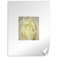  Cream Rose Canvas 36  X 48  (unframed) by Colorfulart23