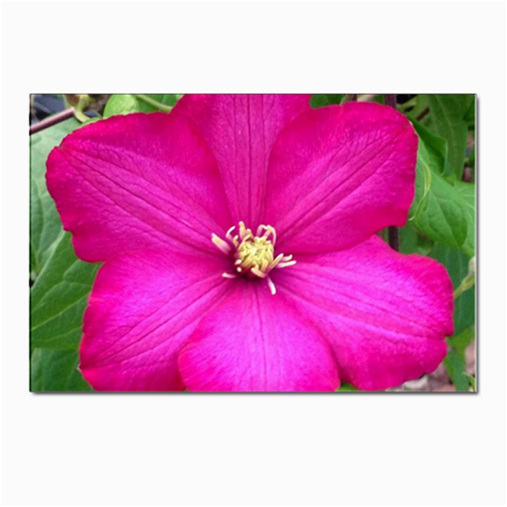 Clem Pink Postcard 4 x 6  (10 Pack)