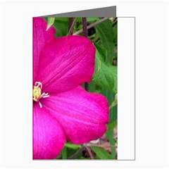 Clem Pink Greeting Card (8 Pack)