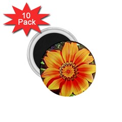 Flower In A Parking Lot 1 75  Button Magnet (10 Pack) by sirhowardlee