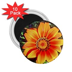 Flower In A Parking Lot 2 25  Button Magnet (10 Pack) by sirhowardlee