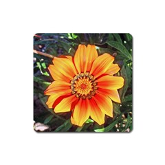 Flower In A Parking Lot Magnet (square) by sirhowardlee